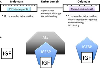 IGF-Binding Proteins: Why Do They Exist and Why Are There So Many?